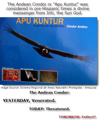 The Andean Condor or "Apu Kuntur" was considered in pre-hispanic times a divine messenger from Inti, the Sun God. Now it is an endangered species, captured for festivals, killed for its feathers and poisoned as a pest.