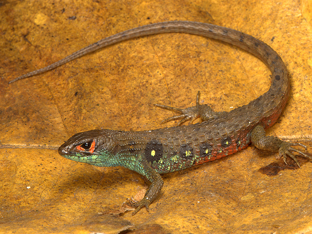 This new lizard species was identified in the Manu National Park. Source: RPP Noticias