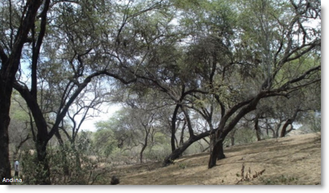 Chulucanas dry forest - private park