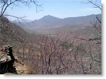 Piura dry forest - Mangamanguilla