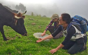 Grazing cows wander around