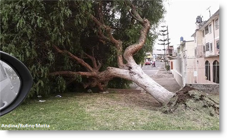 Tree toppled by winds - Ilo