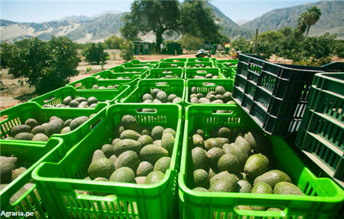 Avocados - Hass for export