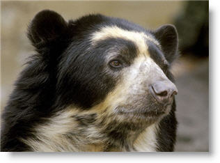 andean-spectacled-bear-small