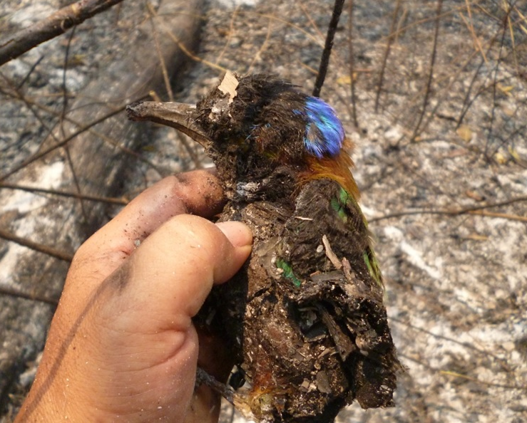 forest-fires-dead-bird-rio-tambo-junin-forest