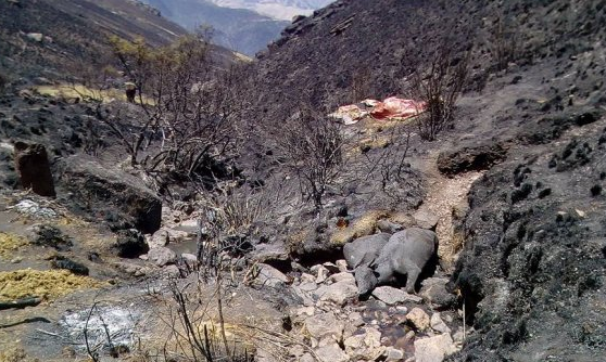 forest-fires-dead-cattle