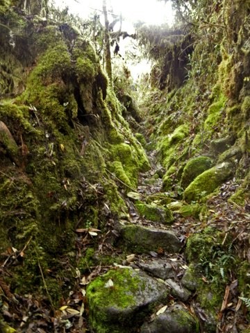 Jungle trail in the back country of Vilcabamba