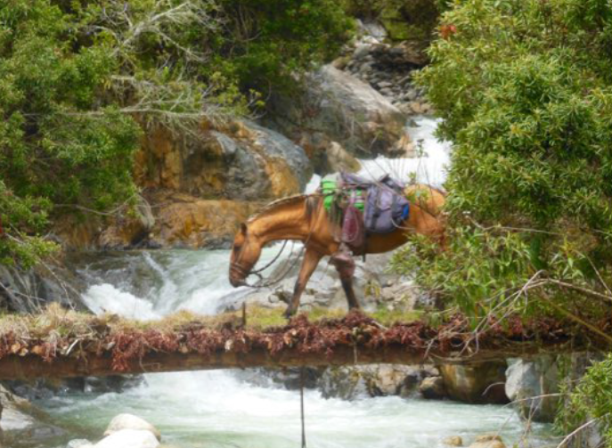 A brave horse crosses the Sacsara River. (The Andean Research Expedition Report 2016)