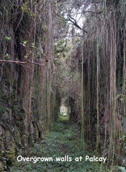 Overgrown corridor at the ruins Palcay 