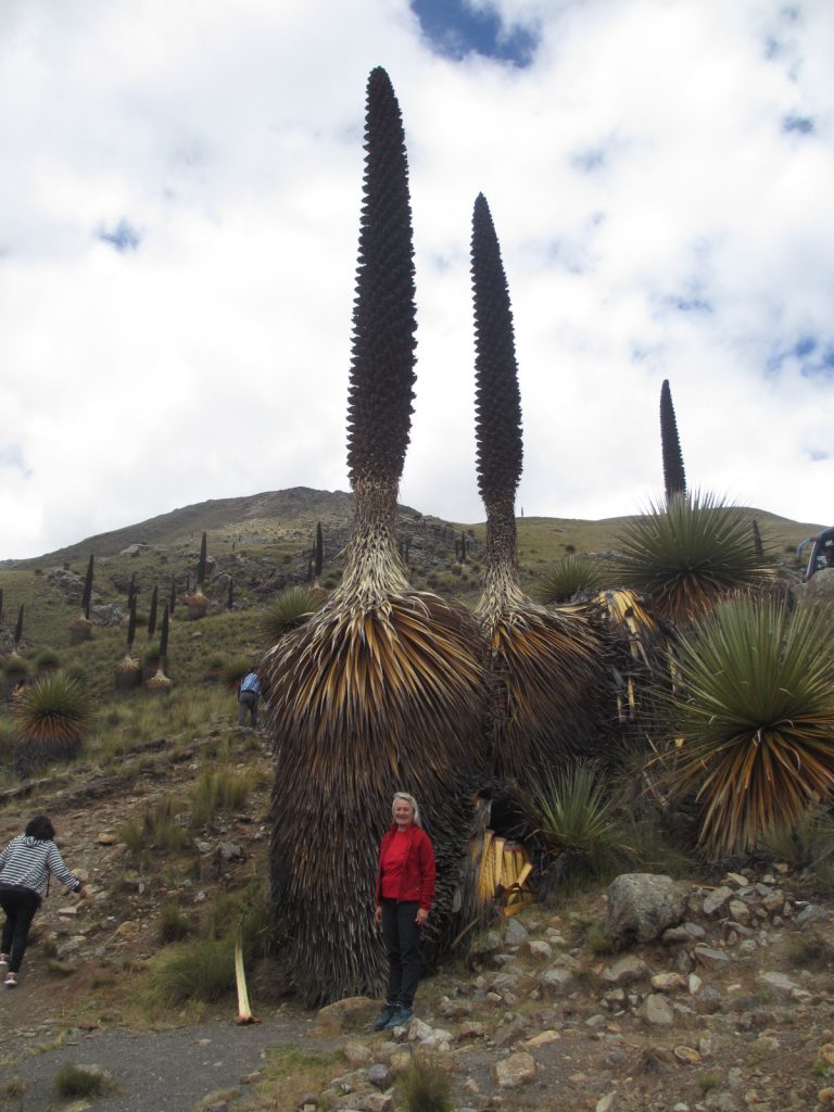 The Puya Raimondi, the Queen of the Andes, stands guard over the grasslands of the high puna.