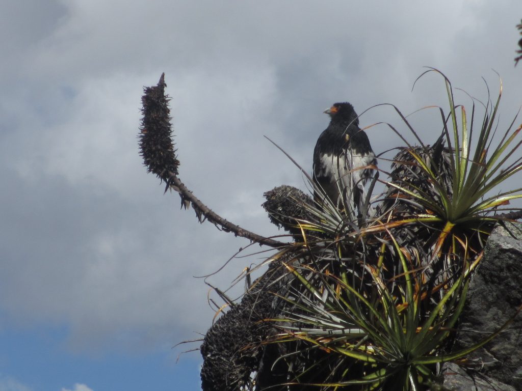 This beautiful bird stopped me in my tracks – the gift of silence on the trail.