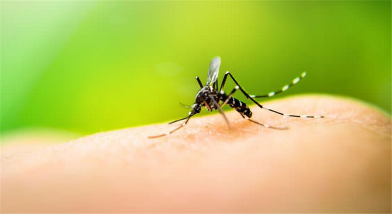 Dengue fever emergency: 3-year-old dies in Iquitos