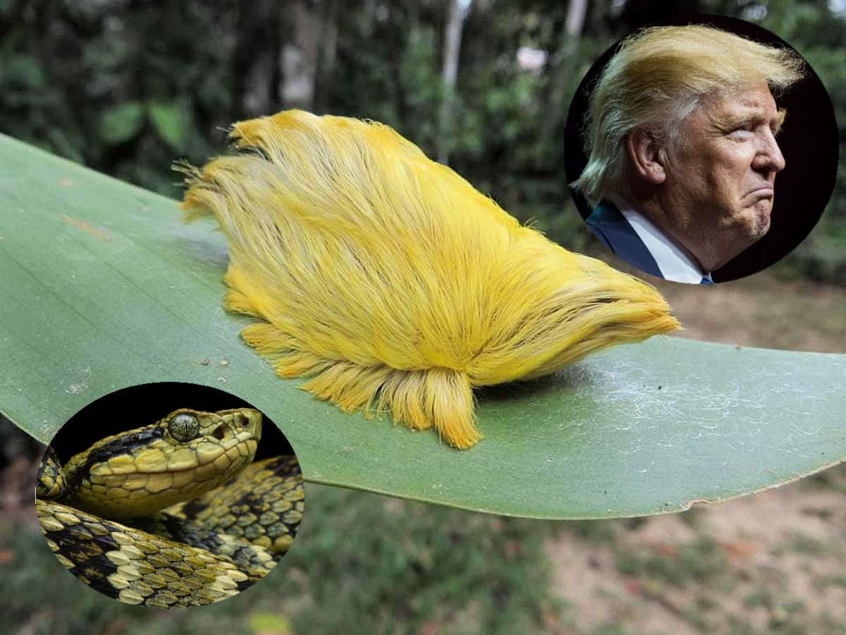 Composite image of the Peruvian Bothrops pit viper, the fluffy but venomous "Trumpapillar" from Peru's Amazon rainforest, and Donald Trump